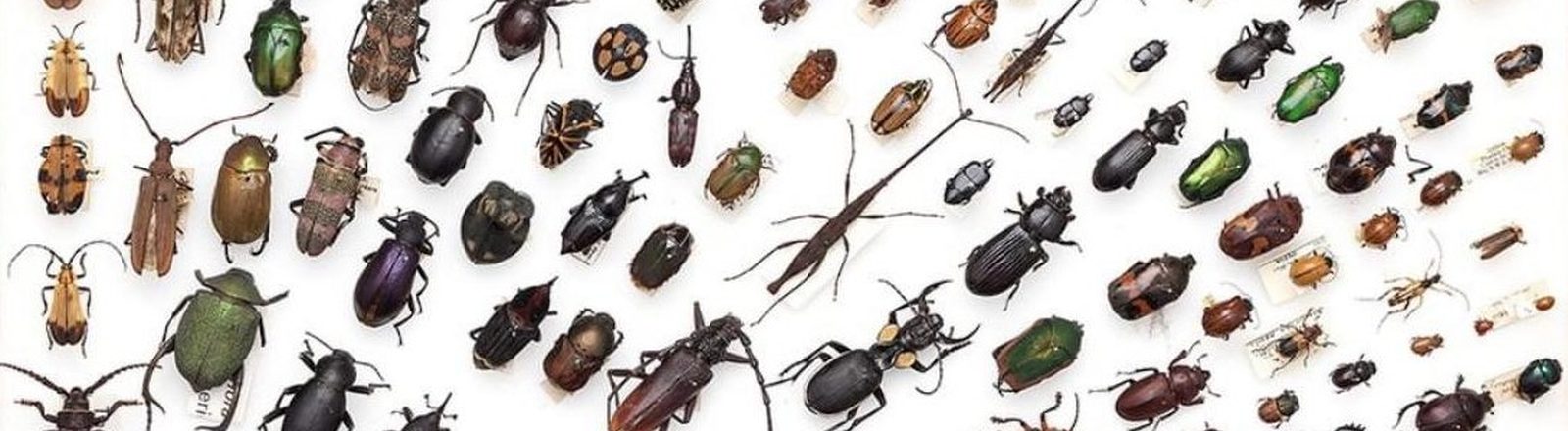 A collection of insect specimens