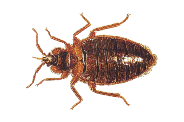 Inspecting a mattress seam for bed bugs