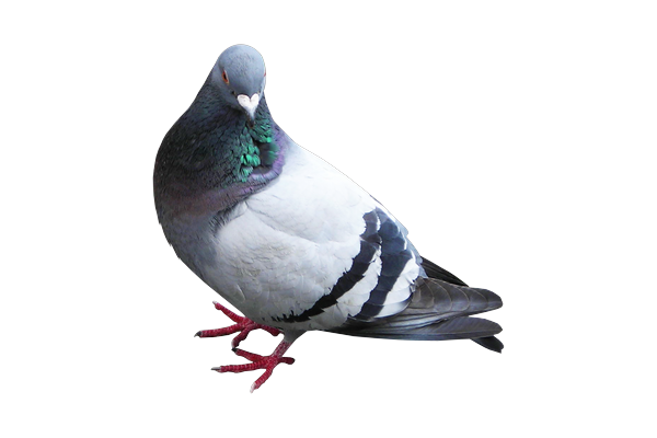 Pigeons on a commercial walkway