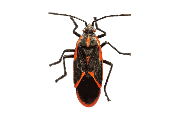 Boxelder bugs clustered on the sunny side of a house