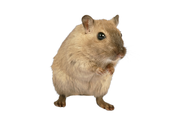Sealing a rodent entry point around a foundation pipe