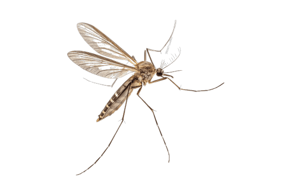 Treating shaded yard foliage for mosquitoes
