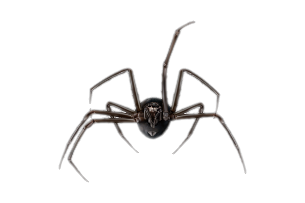 Clearing spider webs from a window well