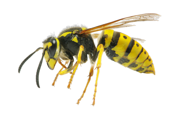 Removing a wasp nest from a roof eave